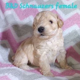 Baby girl - Wheaten female Miniature Schnauzer puppy in Shoshone, Idaho from Debra Kruse's Miniature Schnauzers