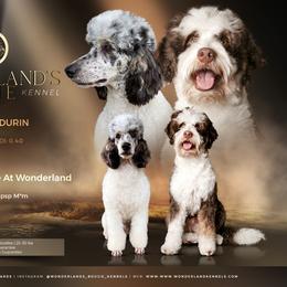 Bernedoodle puppies from Wonderland’s Boujie Kennels