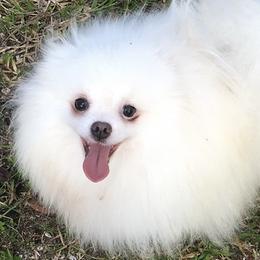 Gwennie - Pomeranian