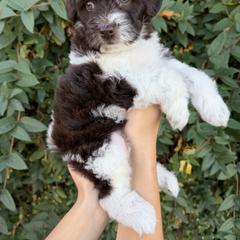 Elena - Brown female Whoodle puppy in Gilbert, Arizona from Gilbert Bernedoodles & Whoodles