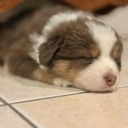 Australian Shepherd Puppies from Crab Point Australian Shepherds