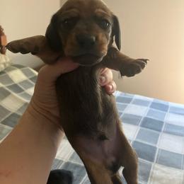 Forrest - Red male Dachshund puppy in Brave, Pennsylvania from Maple Moon Dachshunds