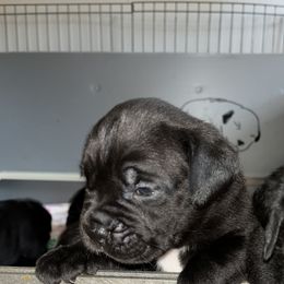 Cane Corso Puppies from Palazzo Cane Corso