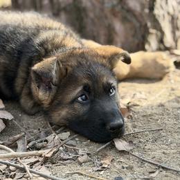 German Shepherd Puppies from Auf der Marquis German Shepherds