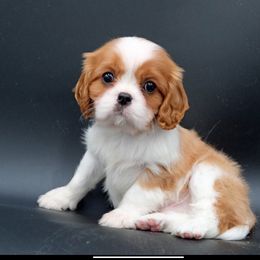 Cavalier King Charles Spaniel Puppies from Capall Cavaliers