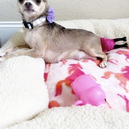 Tundra - Chihuahua
