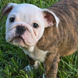 GRACIE - Red brindle and white female Bulldog puppy in Summit, Mississippi from Impressive Bulldogs and French Bulldogs
