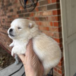 Flake - Cream male Pomeranian puppy in Odessa, Texas from Cherry's Poms