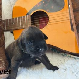 Oliver - Apricot male Mastiff puppy in Sioux Falls, South Dakota from Clearbrook Mastiffs