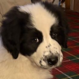 Karakachans from Bloomin' Acres