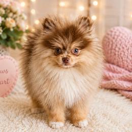 Little Ms.  Toffee - Chocolate merle female Pomeranian puppy in Interlachen, Florida from DK DARLINGS