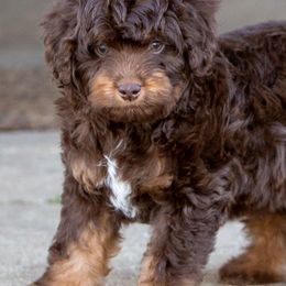 Aussiedoodles, Bernedoodles, Miniature Australian Shepherds, and Toy Australian Shepherds from Clay Creek Aussies