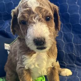 Aqua Collar boy - Aswan (Egypt) - Apricot male Goldendoodle puppy in West Sacramento, California from Pomegranate Doodles