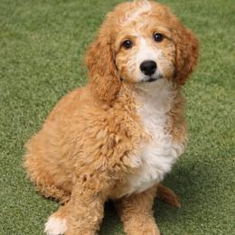 Apollo - Red  male Goldendoodle puppy in Boise, Idaho from Goldendoodle Baby