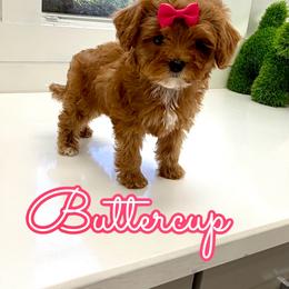 Buttercup - Red female Cavapoo puppy in Buford, Georgia from Petite Posh Puppies