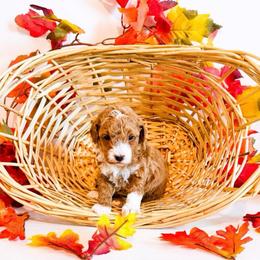 Nala - Apricot female Goldendoodle puppy in Kissimmee, Florida from Poodle Doodle Kennels