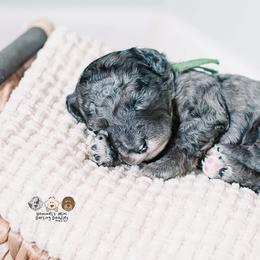 Bernedoodle and Goldendoodle Puppies from Hommel’s Mini Darling Doodles
