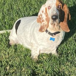 Basset Hounds from The Basset Bunch