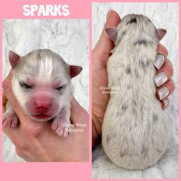 Sparks - Merle female Pomsky puppy in Sheffield, Iowa from Clover Ridge Pomskies