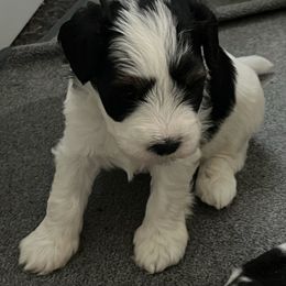 Yote - Parti male Miniature Schnauzer puppy in Port Orchard, Washington from Silver Bells Miniature Schnauzers
