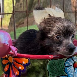 Puppy 3 - Sable male Chinese Crested puppy in Loganville, Georgia from Just Cresteds