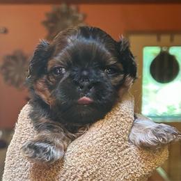 Guppy - Red and white male Shih Tzu puppy in Nekoosa, Wisconsin from Brox Acres House of Fur LLC