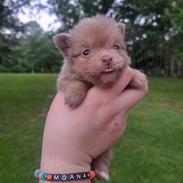 Themis - Lavender female Pomeranian puppy in Mendenhall, Mississippi from Cloud Claws