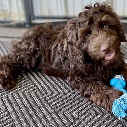 DM9045 - Chocolate male Australian Labradoodle puppy in Easley, South Carolina from Royal Diamond Labradoodles