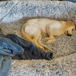 Golden Retriever Puppies from Danielle Kemper