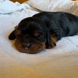 Girl 3 - Black and tan female Cavalier King Charles Spaniel puppy in Solon, Iowa from Hickory House Cavaliers