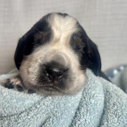 1 - Black and white male English Springer Spaniel puppy in Natural Bridge, Virginia from Sara's English Springer Spaniels