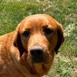 Lily - Labrador Retriever