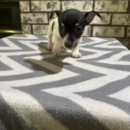 Bernard - Black and white male Teddy Roosevelt Terrier puppy in Denham Springs, Louisiana from K&B Menagerie Teddy Roosevelt Terriers