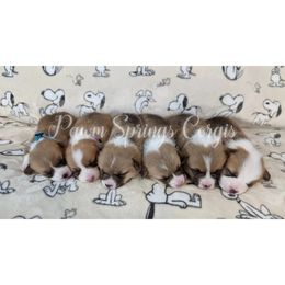 Pembroke Welsh Corgi Puppies from Pawm Springs Corgis
