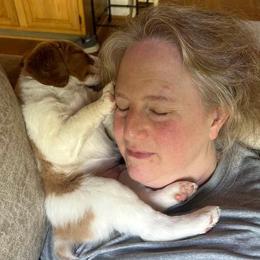 Brittanys and Lowchen from Trapezy Dogs - Brittany & Lowchen