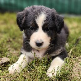Girl 5 - Black tri-color Australian Shepherd puppy in West Virginia from Heartfelt Hollow Farm