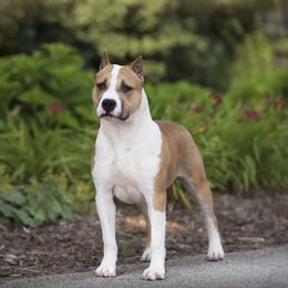 Madison - American Staffordshire Terrier