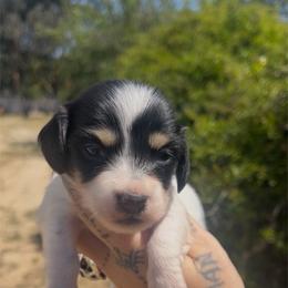 Female 4 - Piebald female Dachshund puppy in Riverside, California from Ashley’s canine collective