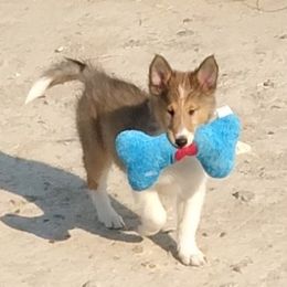 Collie Puppies from Desert Kennels