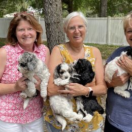 Aussiedoodle Puppies from Pecan Place Aussiedoodles