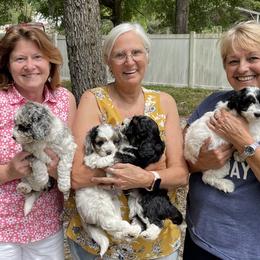 Aussiedoodle Puppies from Pecan Place Aussiedoodles