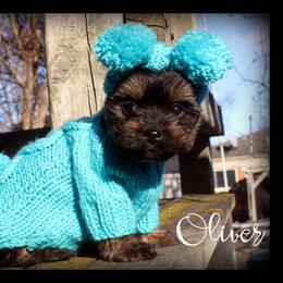 Oliver - Tan male Yorkshire Terrier puppy in Warren, Michigan from Danielle's Yorkie Babies