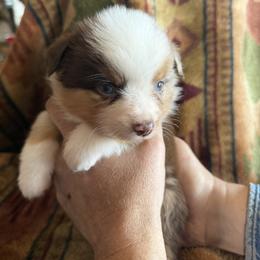 Miniature American Shepherd and Miniature Australian Shepherd Puppies from Ebersole Ranch