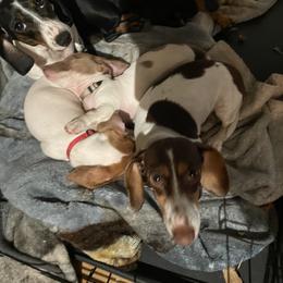 Dachshund Puppies from Hursh’s Hounds