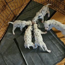 Girl 3 - White and black female Dalmatian puppy in New York, New York from Drake's Dalmatians