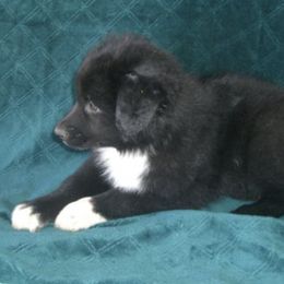 Australian Shepherds from OutBack Aussie OutLaws