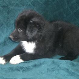 Australian Shepherds from OutBack Aussie OutLaws