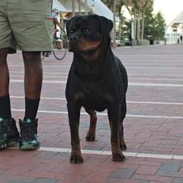 Sunny - Rottweiler