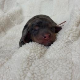 Spice - Dapple female Dachshund puppy in Murrieta, California from Dash of Love