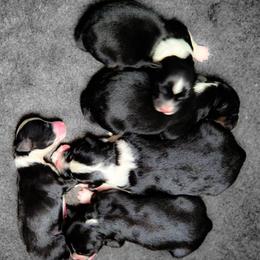 Lady Latigo - Black tri-color Australian Shepherd puppy in Progresso, New Mexico from Zia Country Aussies